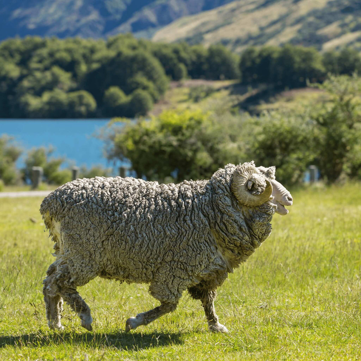 Merino Sheep